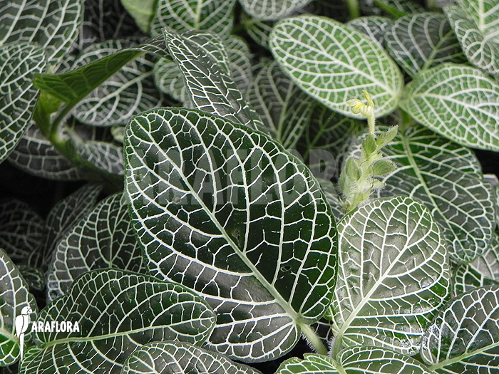 Fittonia verschaffeltii var. argyroneura