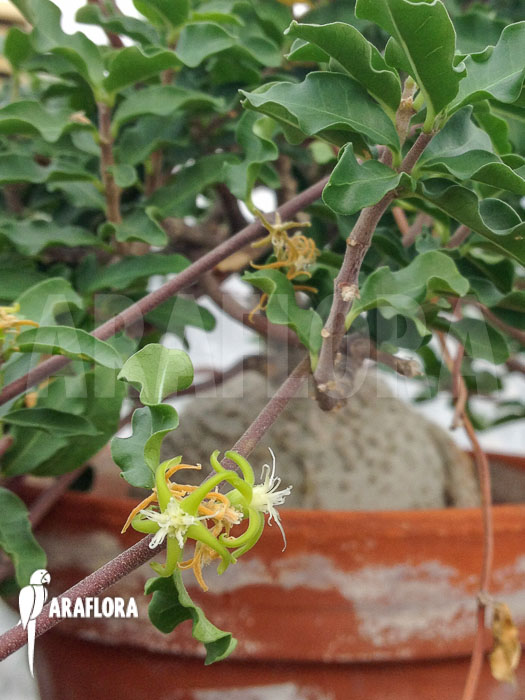 Fockea edulis ‘M’ flower