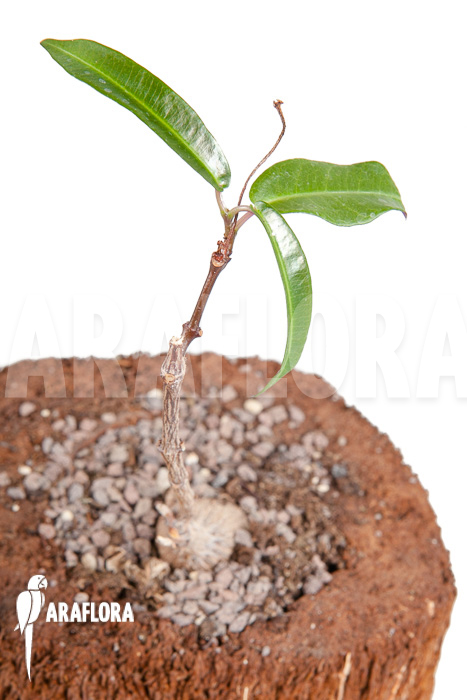 Fockea natalensis ‘S’