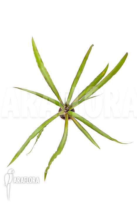 Fosterella villosula