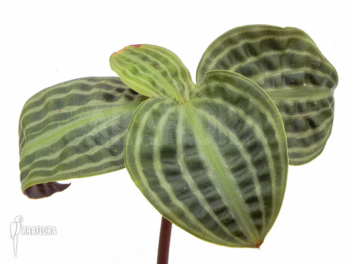 Geogenanthus undatus