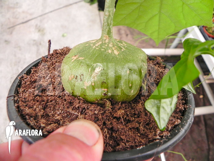 Gerrardanthus macrorhizus