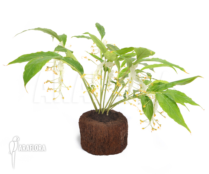 Globba winitii ‘Mount Everest’