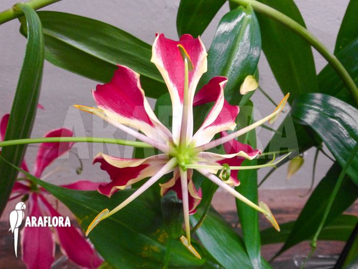 Gloriosa rothschildiana Red