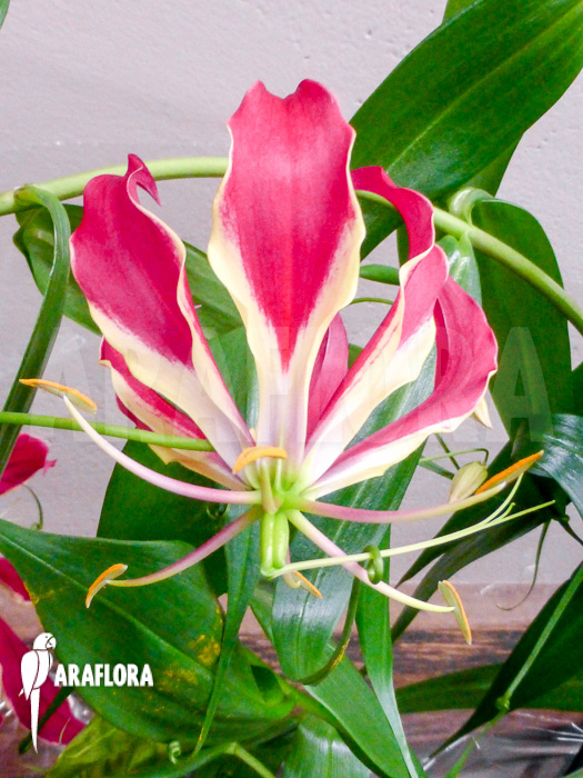 Gloriosa rothschildiana Red