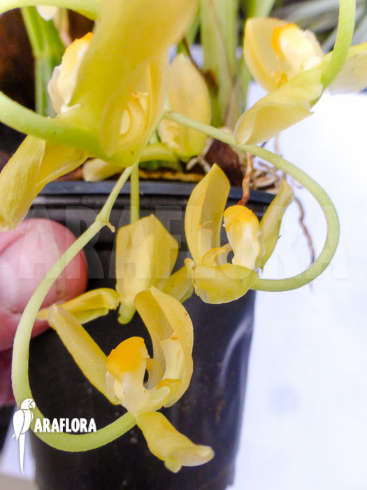 Gongora galeata var Concolor