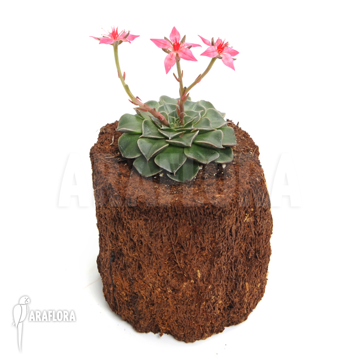 Graptopetalum tacitus bellum