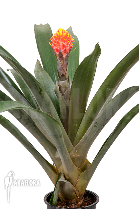 Guzmania conifera