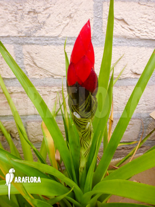 Guzmania monostachia