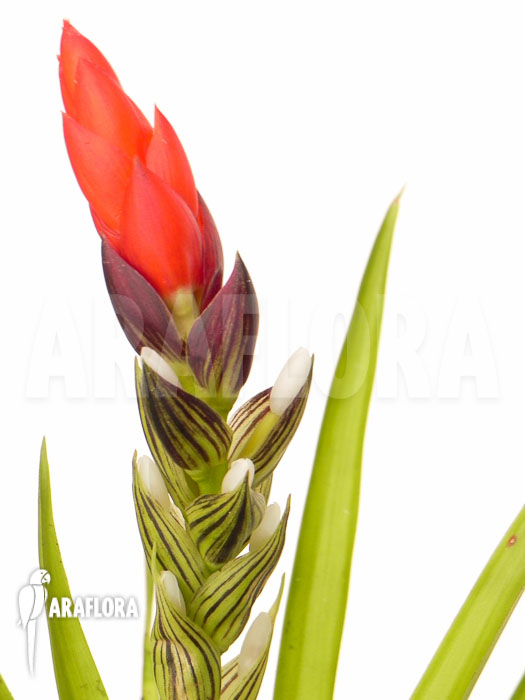 Guzmania monostachia