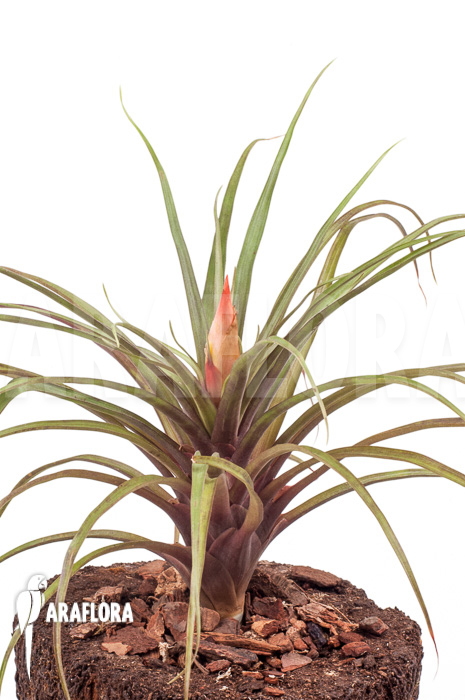 Guzmania puyoensis