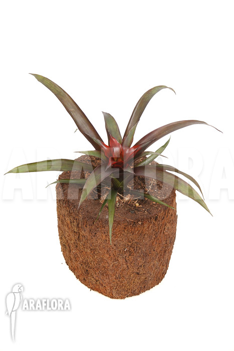 Guzmania x Revolution