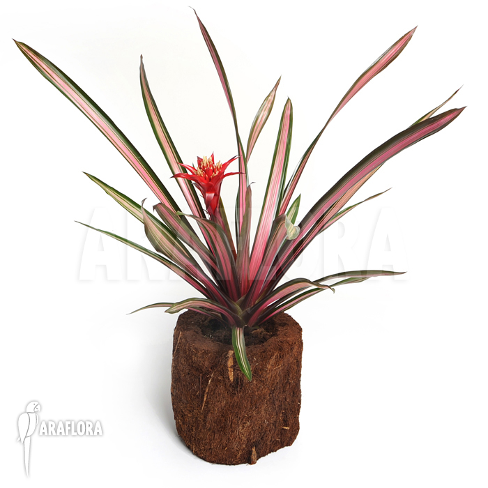 Guzmania x ‘Mini Exodus’