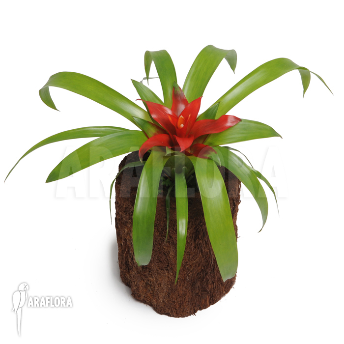 Guzmania x ‘Tempo’