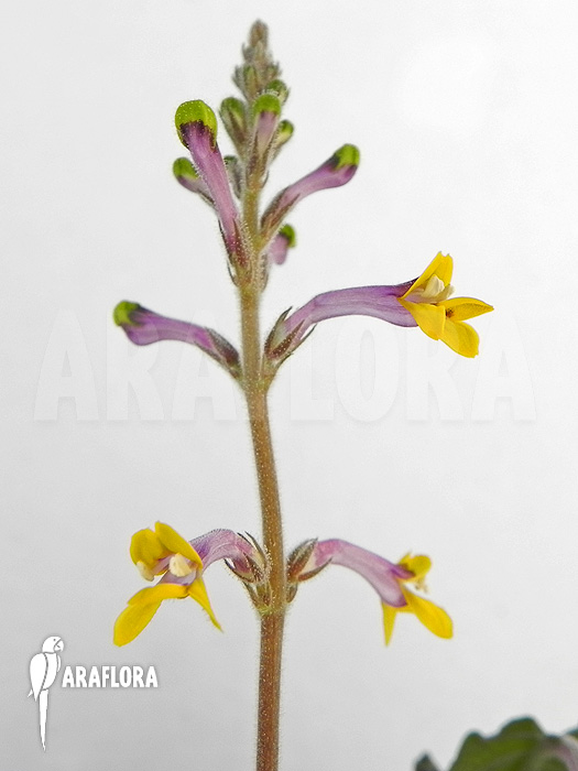 Gymnostachyum ceylanicum