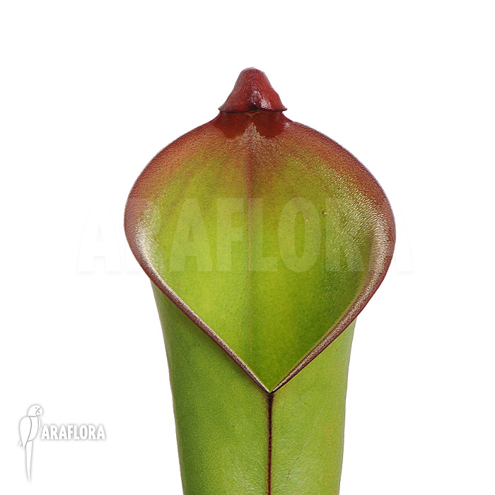 Heliamphora heterodoxa ‘L’