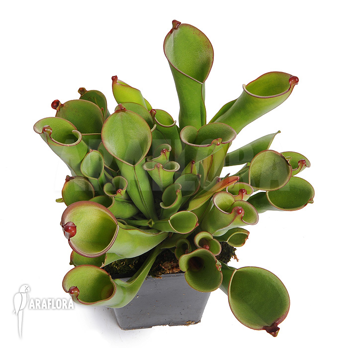 Heliamphora heterodoxa ‘L’
