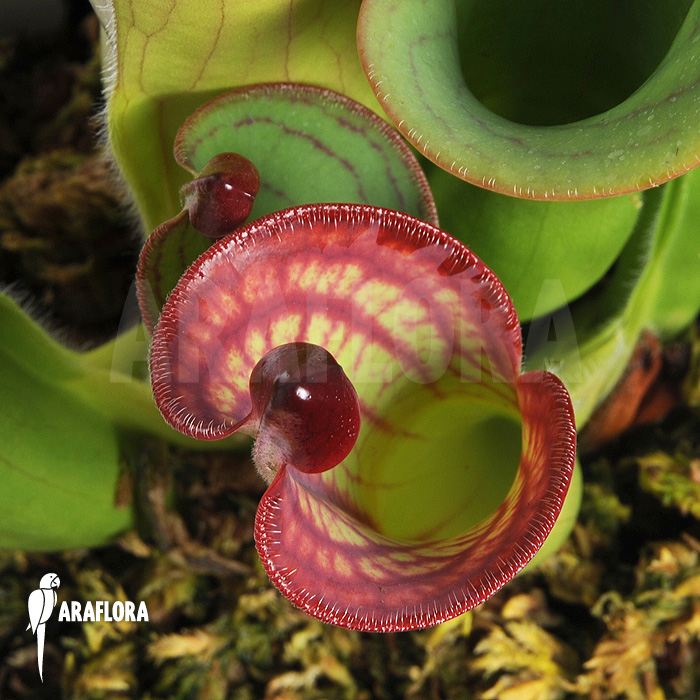 Heliamphora macdonaldae example