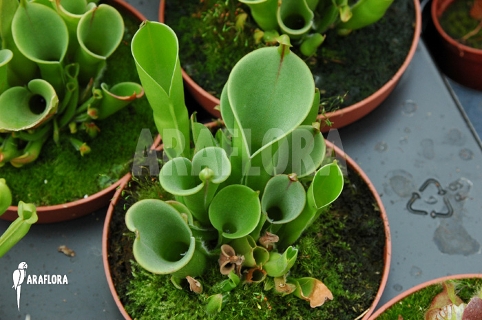 Heliamphora x heterodoxa x minor ‘L’