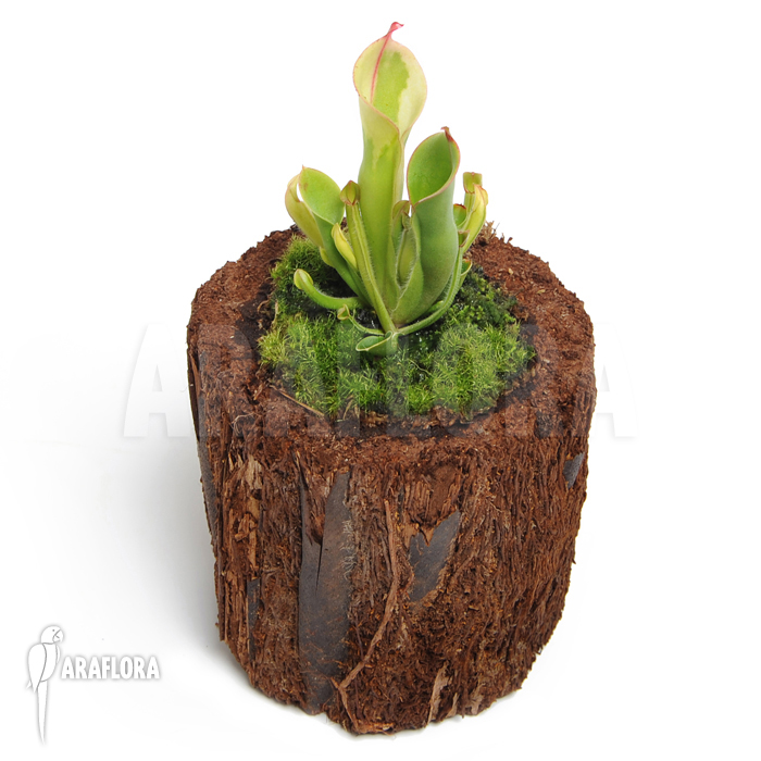 Heliamphora x heterodoxa x minor ‘M’