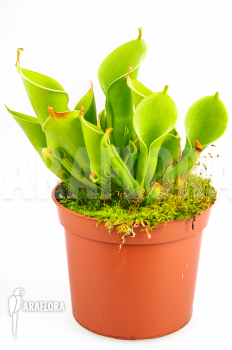 Heliamphora x heterodoxa x minor ‘M’