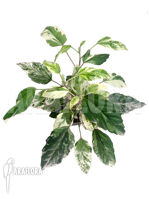 Hibiscus variegated