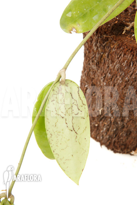 Hoya acuta albomarginata