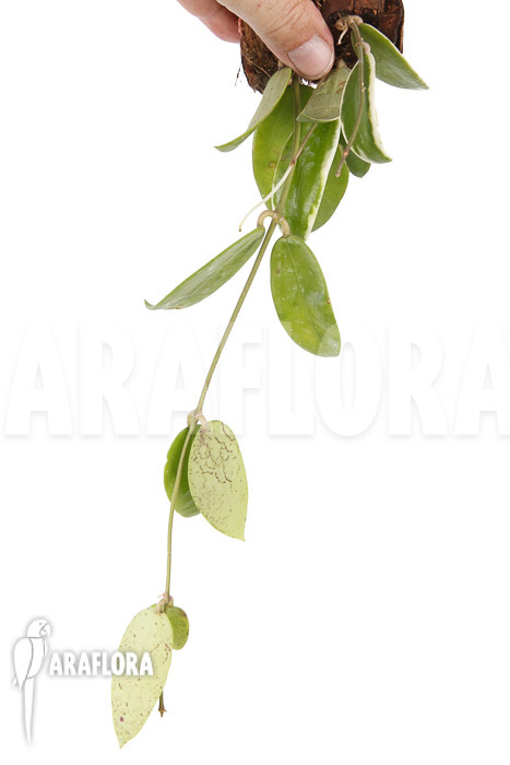 Hoya acuta albomarginata