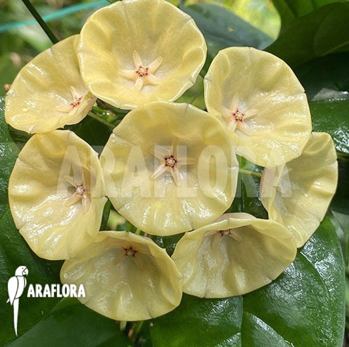 Hoya campanulata ‘S’ flower