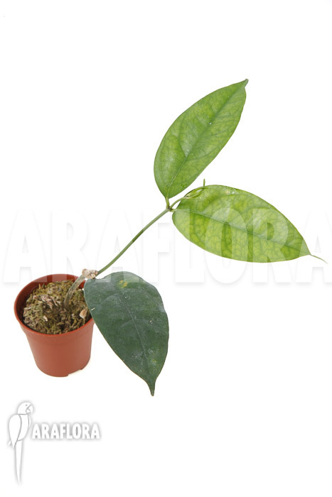 Hoya campanulata ‘Yellow’