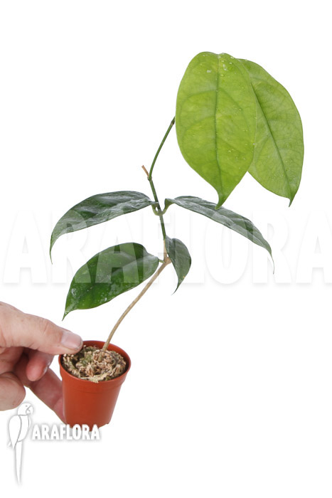 Hoya campanulata ‘Yellow’