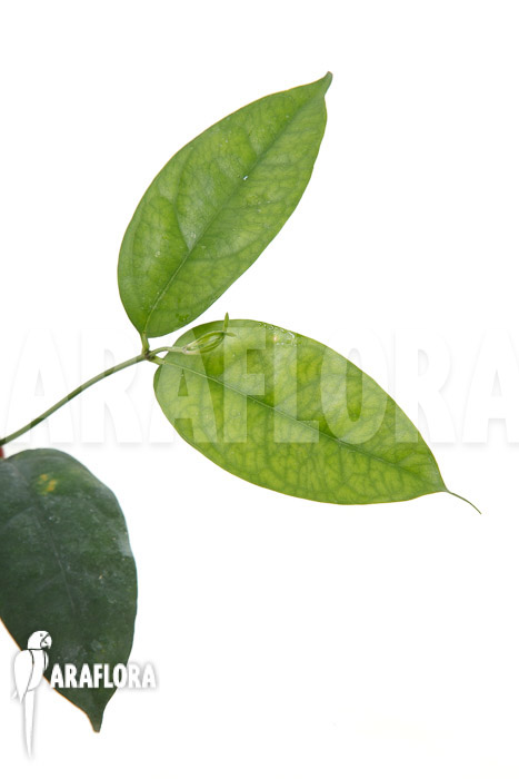 Hoya campanulata ‘Yellow’