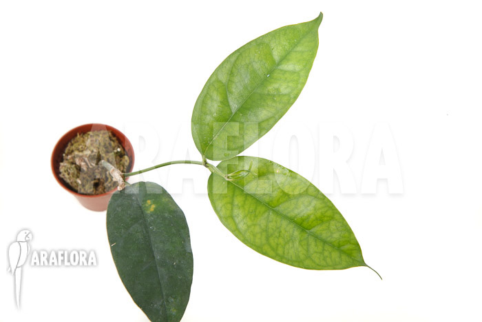 Hoya campanulata ‘Yellow’