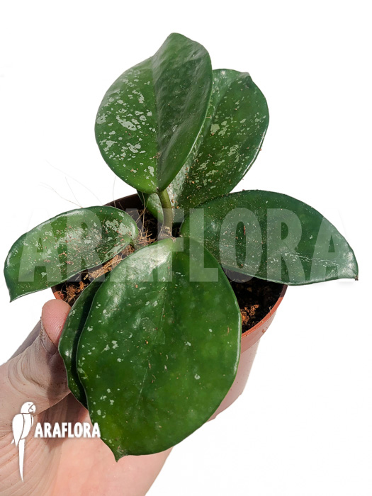 Hoya carnosa Freckles Splash