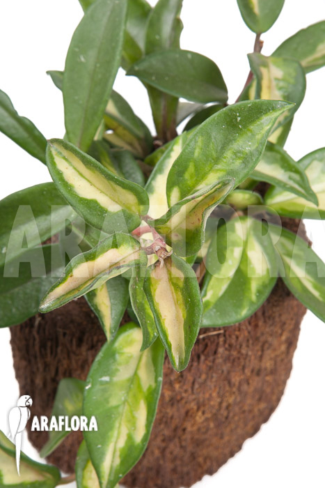 Hoya carnosa Krimson Princess