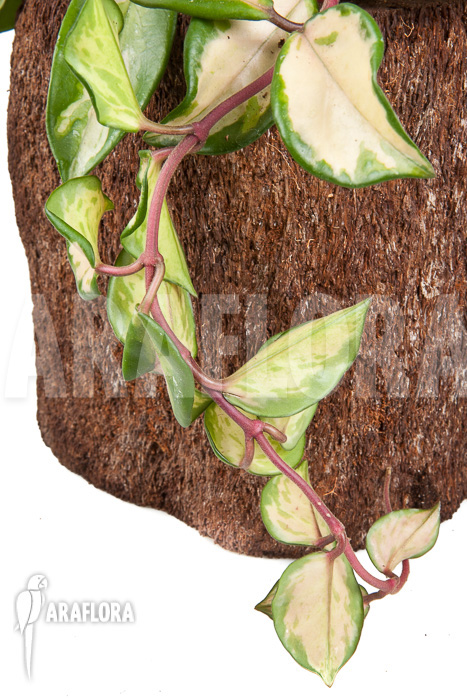 Hoya carnosa tricolor