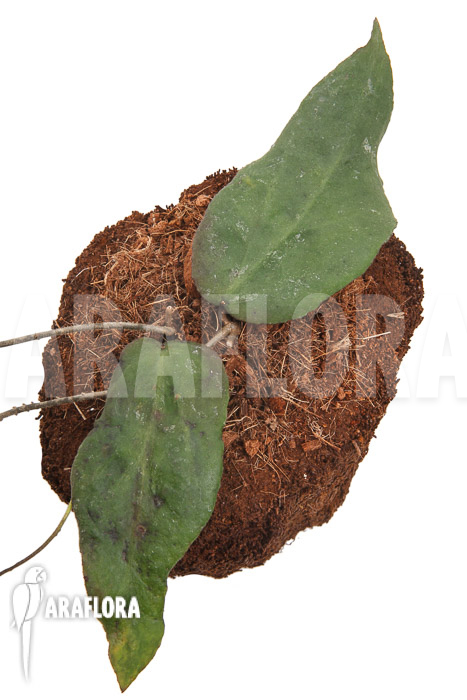 Hoya caudata (big leaf) ‘leafcutting’