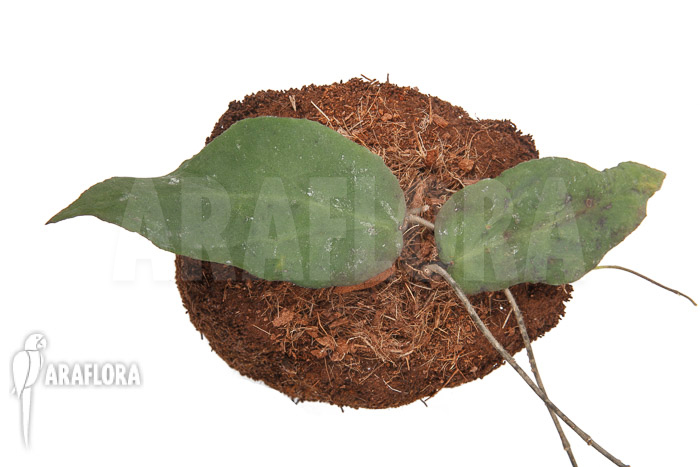 Hoya caudata (big leaf) ‘leafcutting’