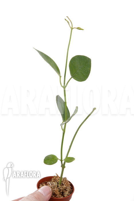 Hoya coronaria ‘Red’ ‘S’