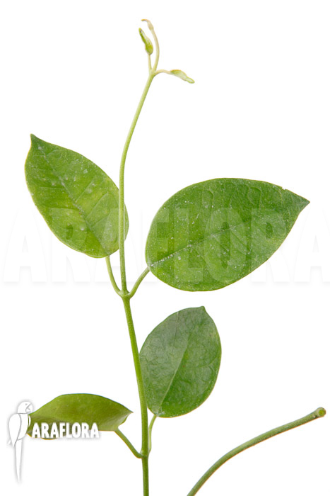 Hoya coronaria ‘Red’ ‘S’