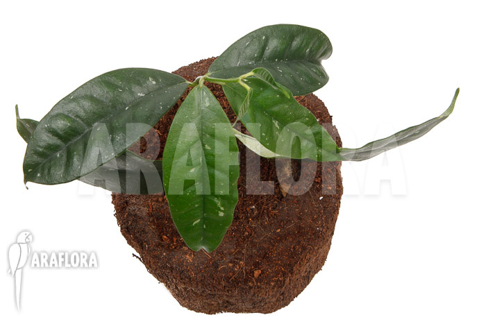 Hoya danumensis ‘L’