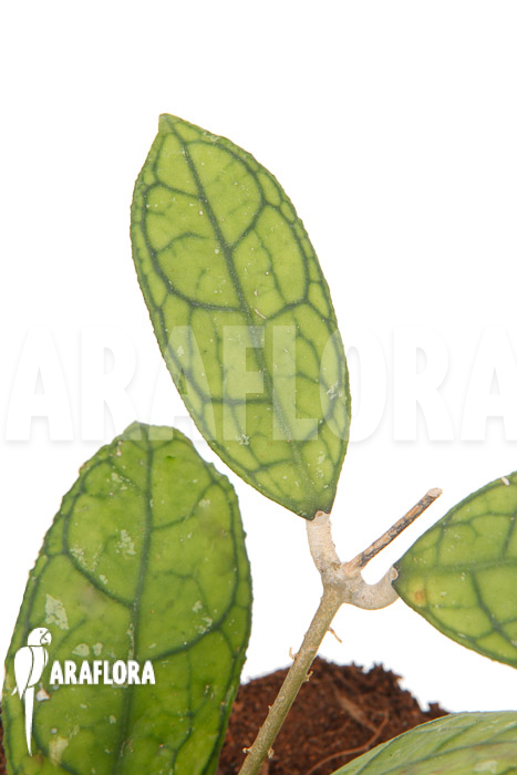 Hoya finlaysonii Rp099