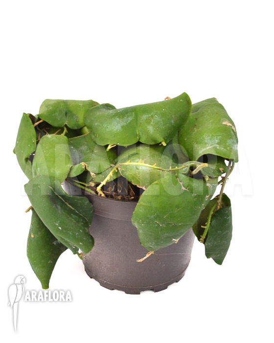 Hoya imbricata Green ‘leafcutting’