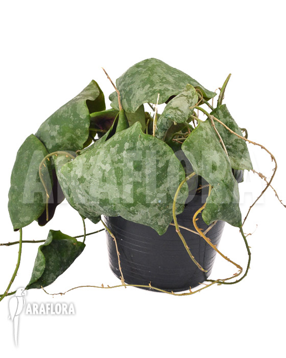 Hoya imbricata Maxima ‘leafcutting’