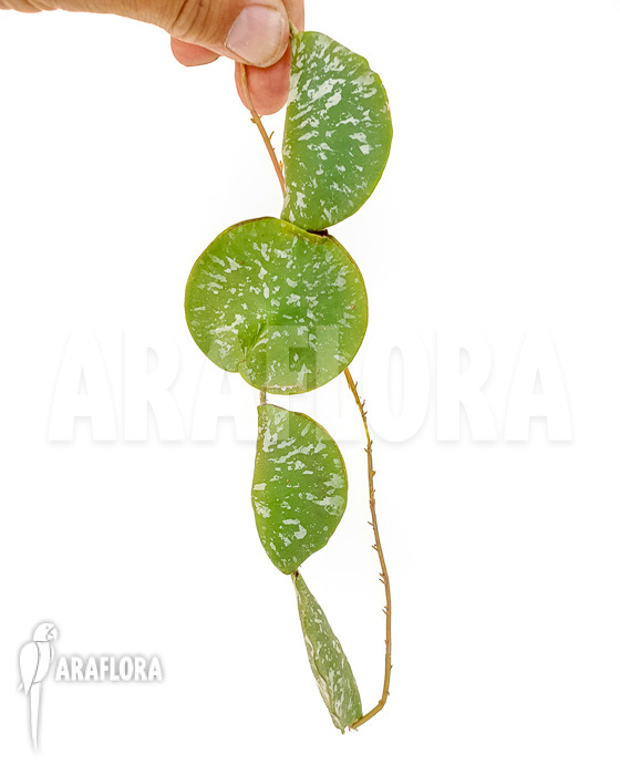 Hoya imbricata Maxima ‘starter’