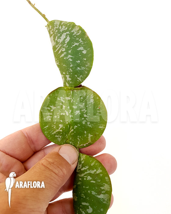 Hoya imbricata Maxima ‘starter’