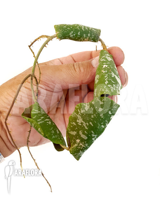 Hoya imbricata Maxima ‘starter’