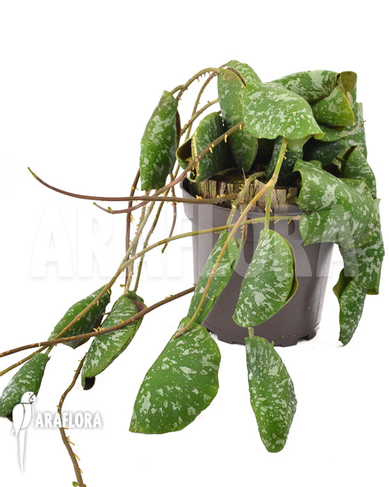 Hoya imbricata  ‘leafcutting’