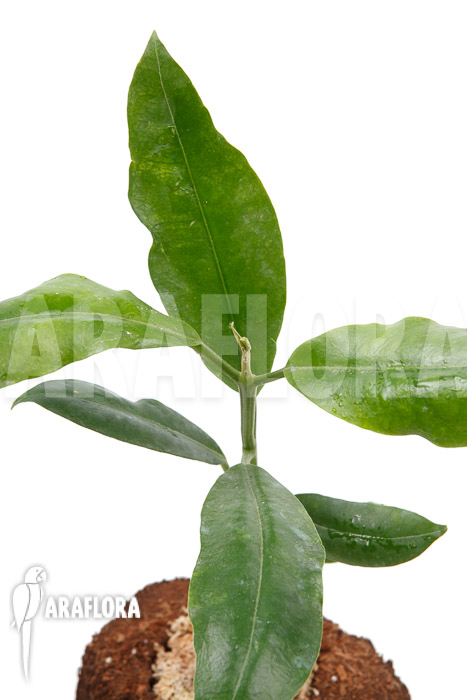 Hoya imperalis ‘Red’