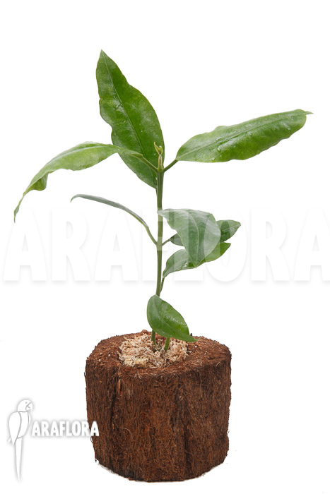 Hoya imperalis ‘Red’